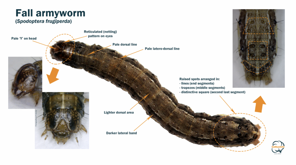 Fall Armyworm identification features