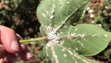 mealy bug