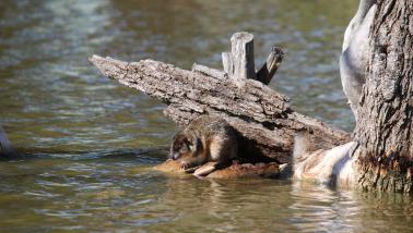water rat