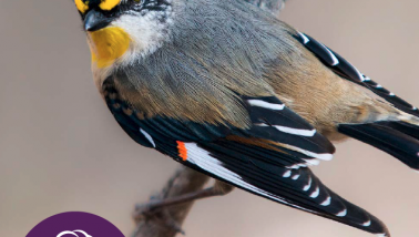 bird