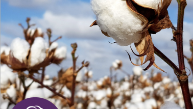 cotton plant