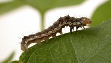 helicoverpa