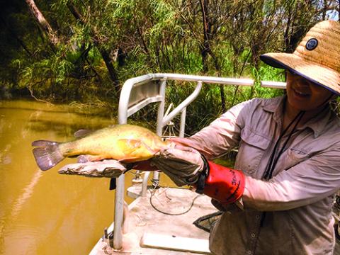 Golden perch