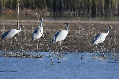 birds on water