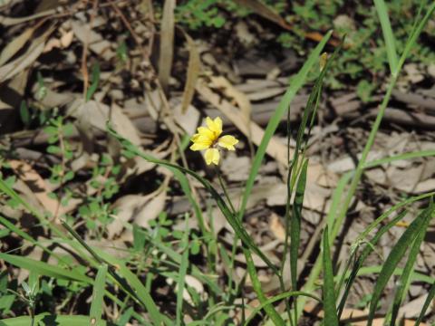 groundcover