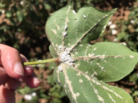 mealy bug