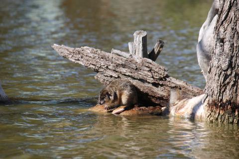 water rat
