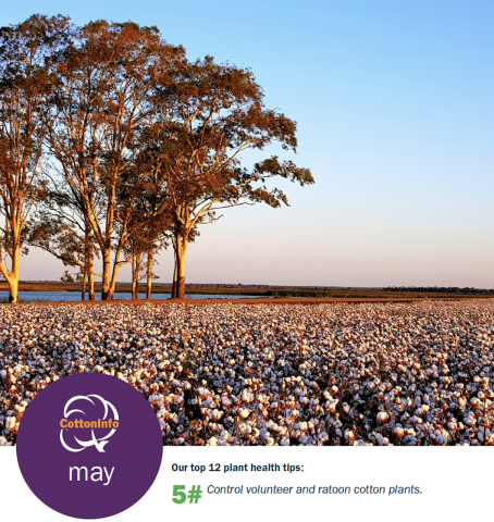 cotton field