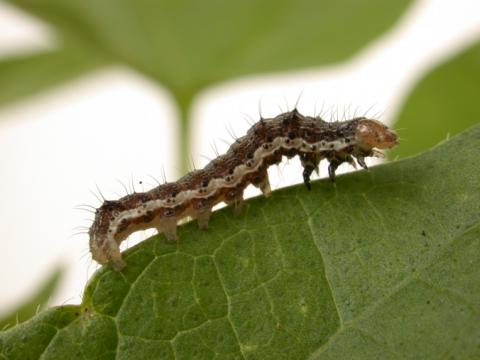 helicoverpa