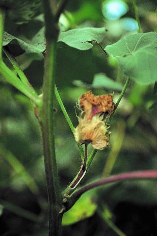 plant