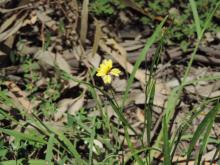 groundcover