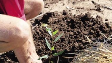 tree planting