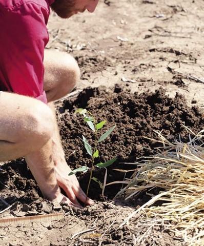 tree planting